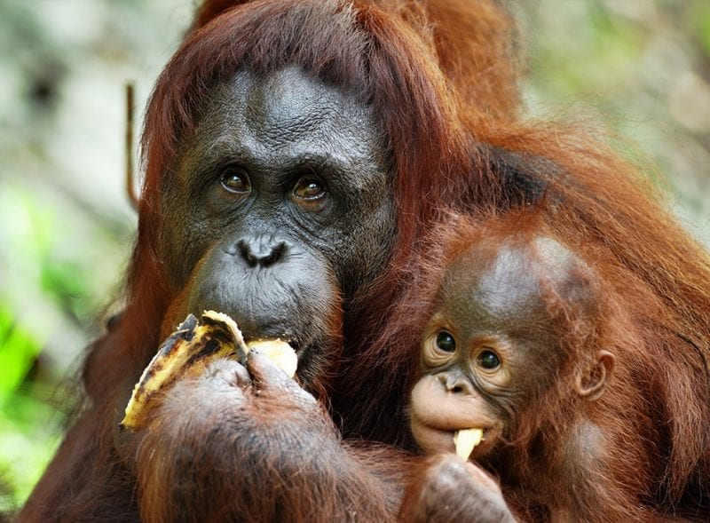 Semenggoh Wildlife Centre - Orangutans