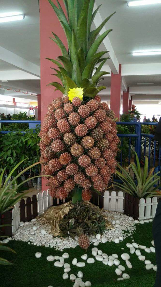 Pineapple Festival (Pesta Nanas)