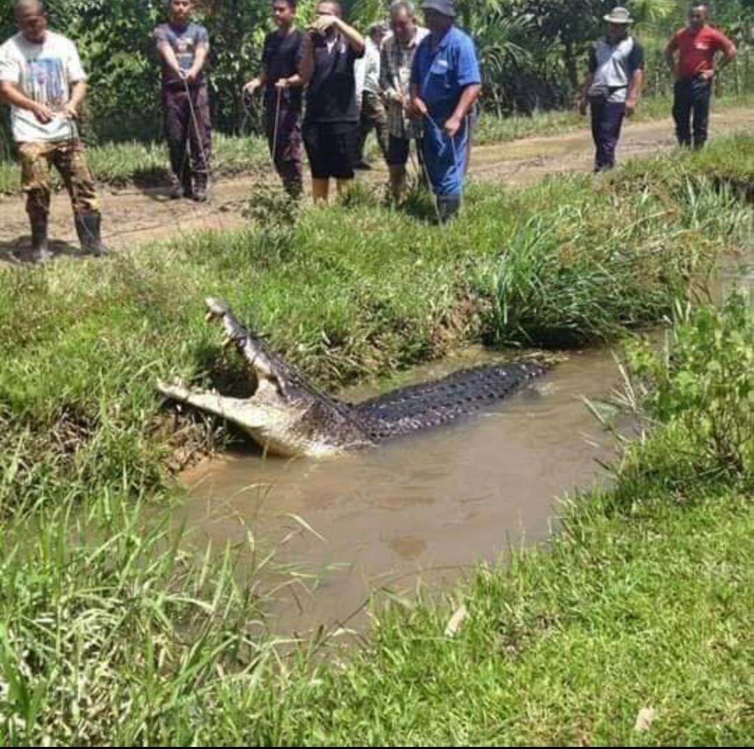 Sulu nyau deka bebadi nyawa ditagup jagu